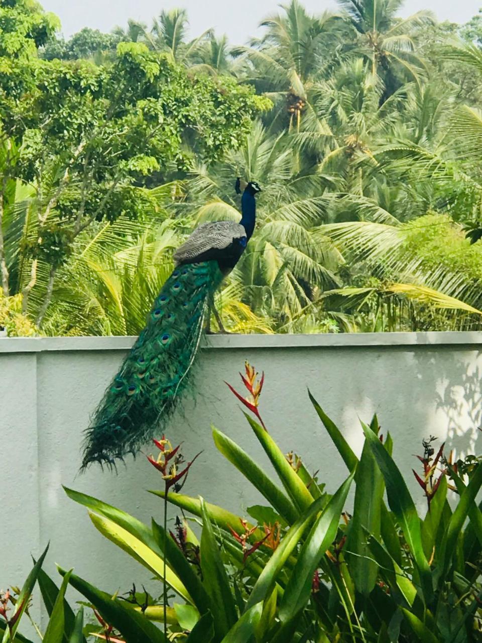 Villa Green White Unawatuna Eksteriør bilde